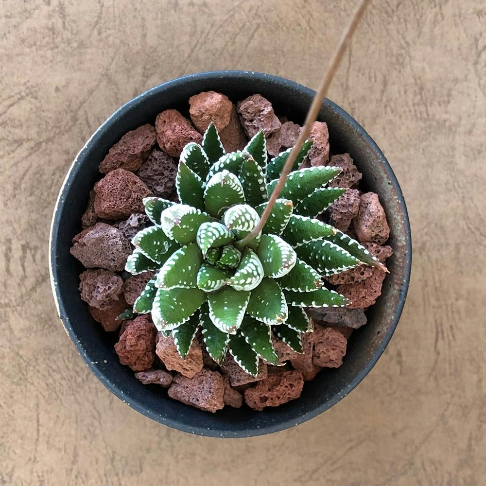 ブラック陶器鉢ハオルチア十二の巻10cm【別送品】 | 花＆グリーン 通販