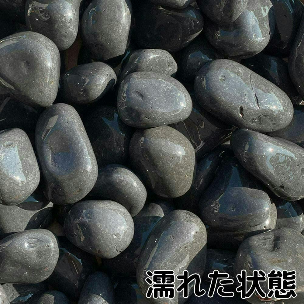 希少種‼️タイ産 本ナロー 石付き特大株 希少種‼️タイ産 本ナロー 石