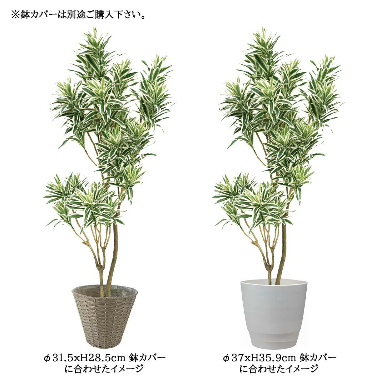 GREEN COFFRET インディア180cm 人工観葉植物 フェイクグリーン