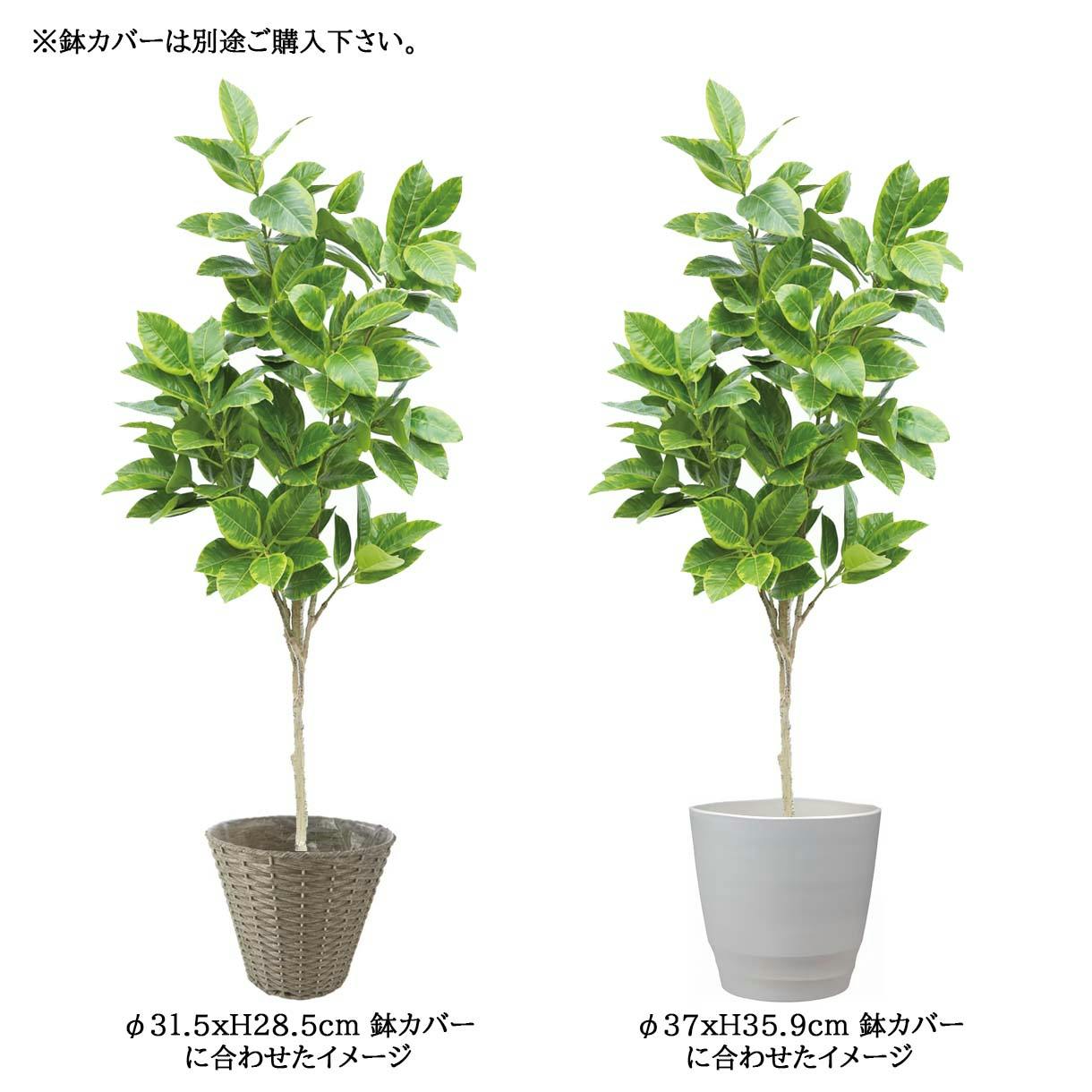 GREEN COFFRET アルテシマ180cm 人工観葉植物 フェイクグリーン