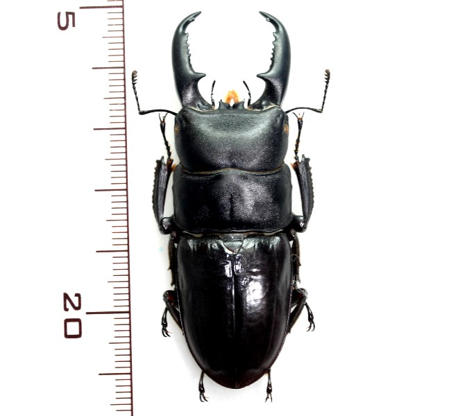 ハチジョウヒラタクワガタ 特大♂(A型) 59.7mm 八丈島 - Insect