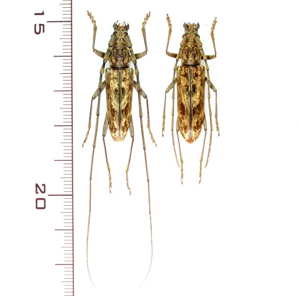 イシガキキマダラミヤマカミキリ 大型ペア ♂♀33.4mm 西表島 - Insect