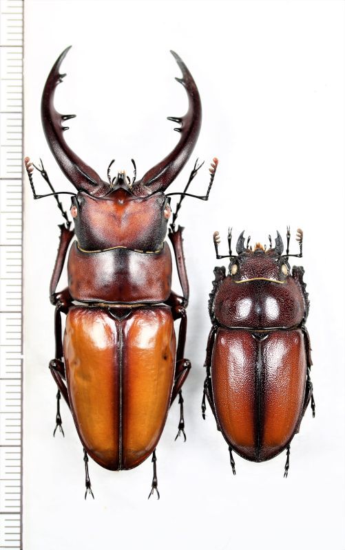 トカラノコギリクワガタ ペア♂63.4mm♀34.3mm 口之島 - Insect