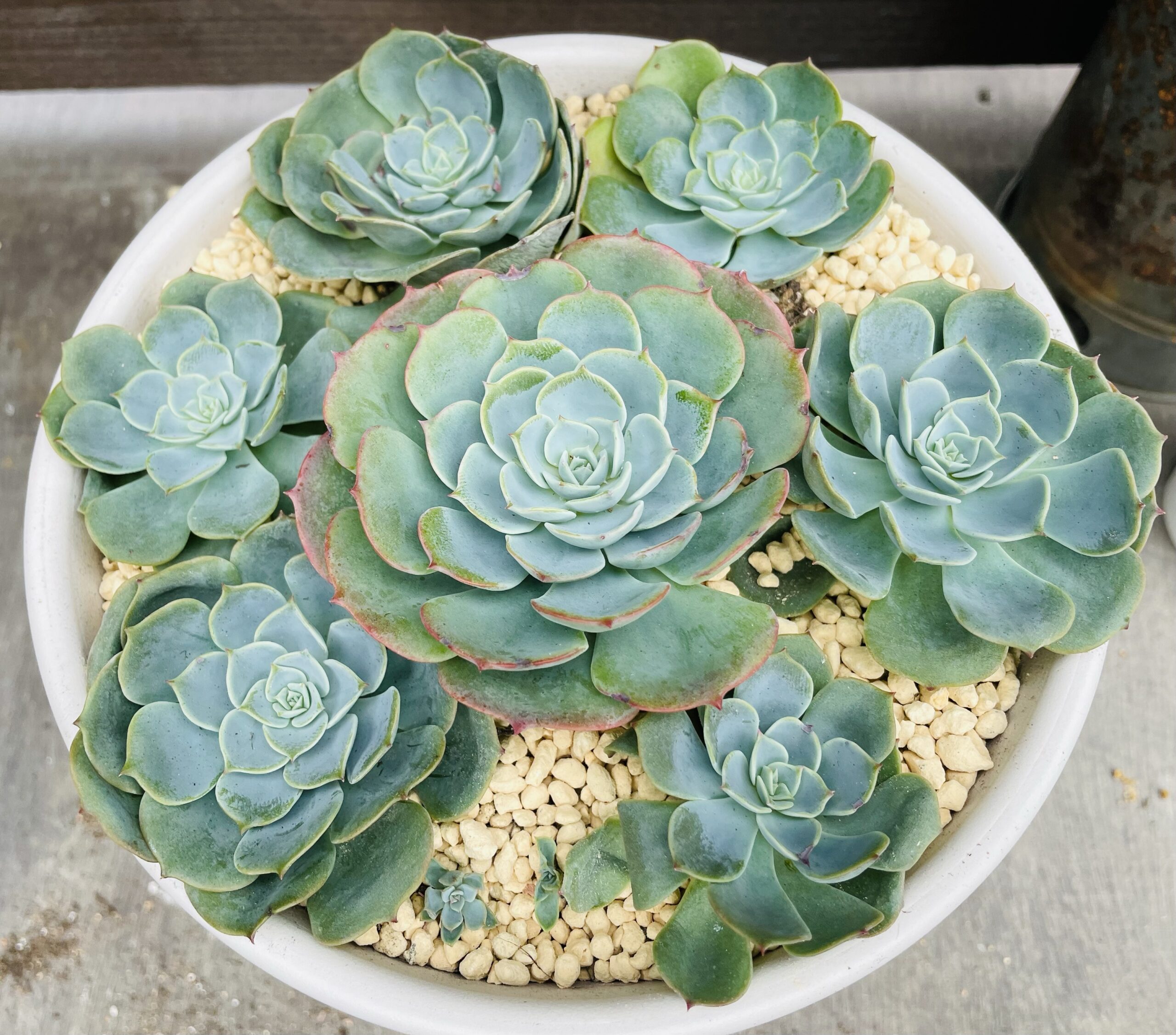 多肉植物 七福神 お世話 多肉植物初心者 1年間の成長記録 | Coo!ブログ