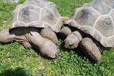 ゾウ 亀三種 nagano2206zoo-eyecatchi.jpg