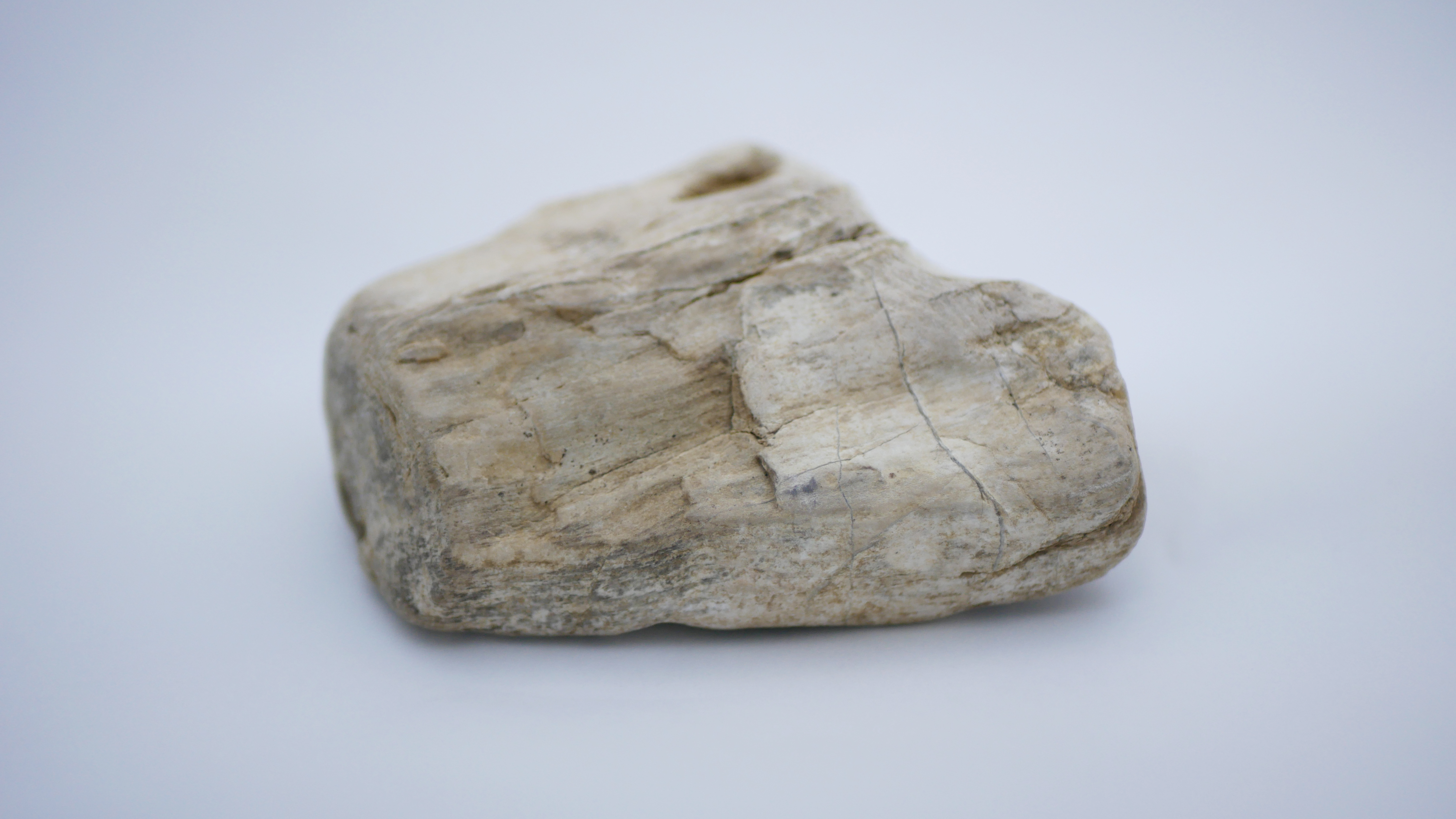 珪化木（けいかぼく） | 石拾い 川・海・山で石ころ探し