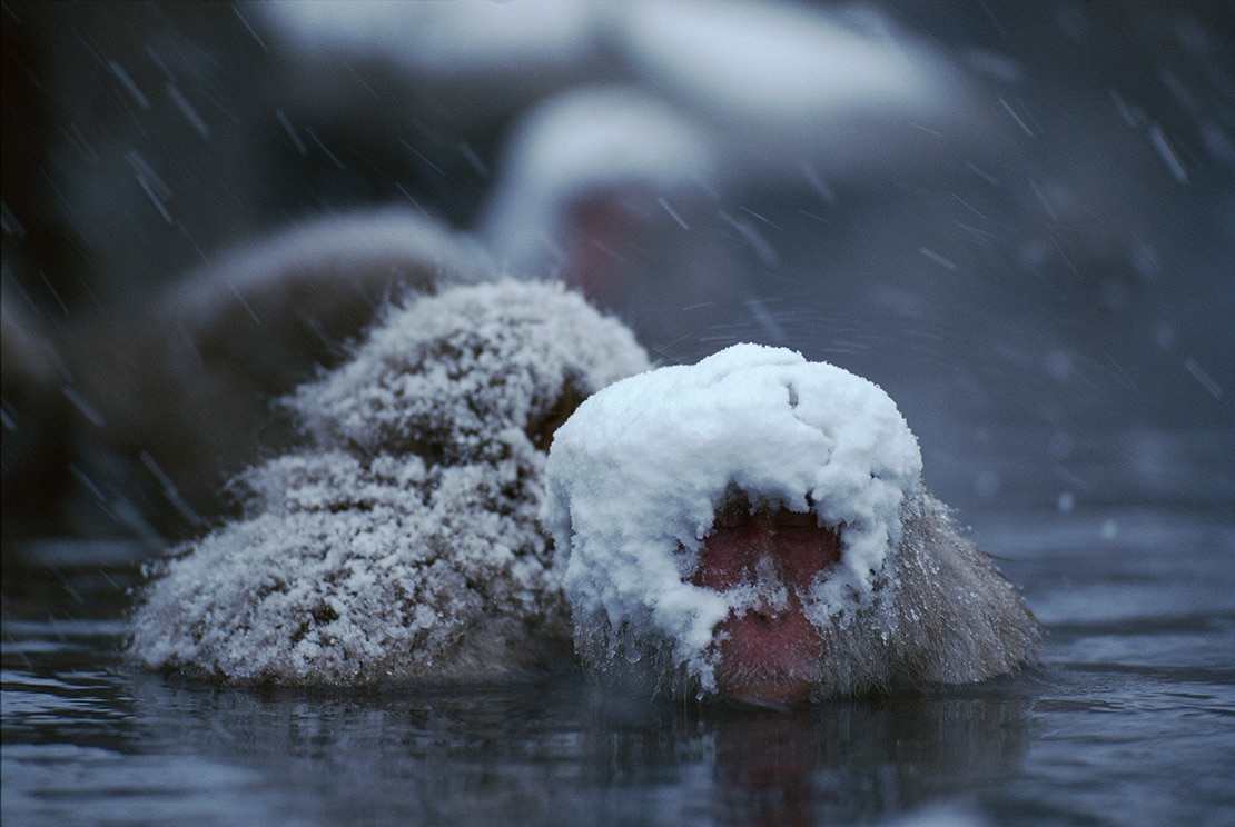 動物写真家 岩合光昭 オフィシャルサイト | 写真集「スノーモンキー