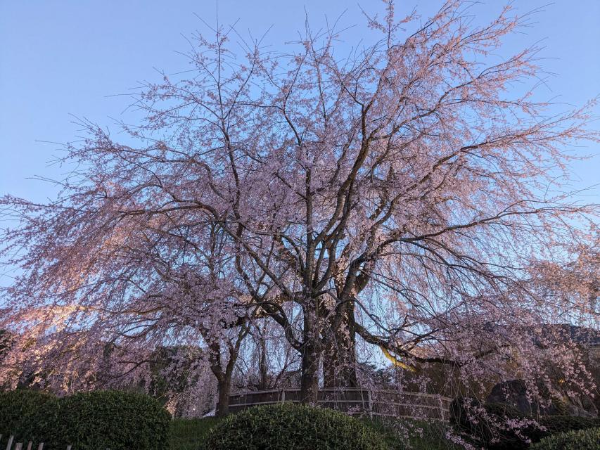 桜ライトアップ【円山公園】｜【京都市公式】京都観光Navi