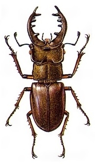 ミヤマクワガタ〔標本画〕 | 日本大百科全書