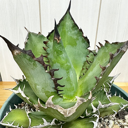 アガベ・チタノタ レッドキャットウィーズル｜育て方・植え替え・水