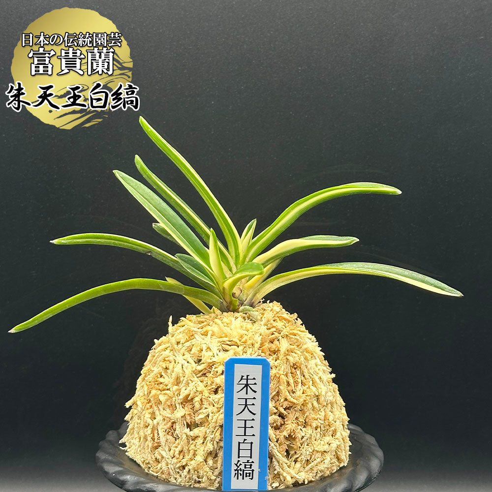 日本富貴蘭会 | 第16回 東京フウラン展 【むっちゃんさん専用品】