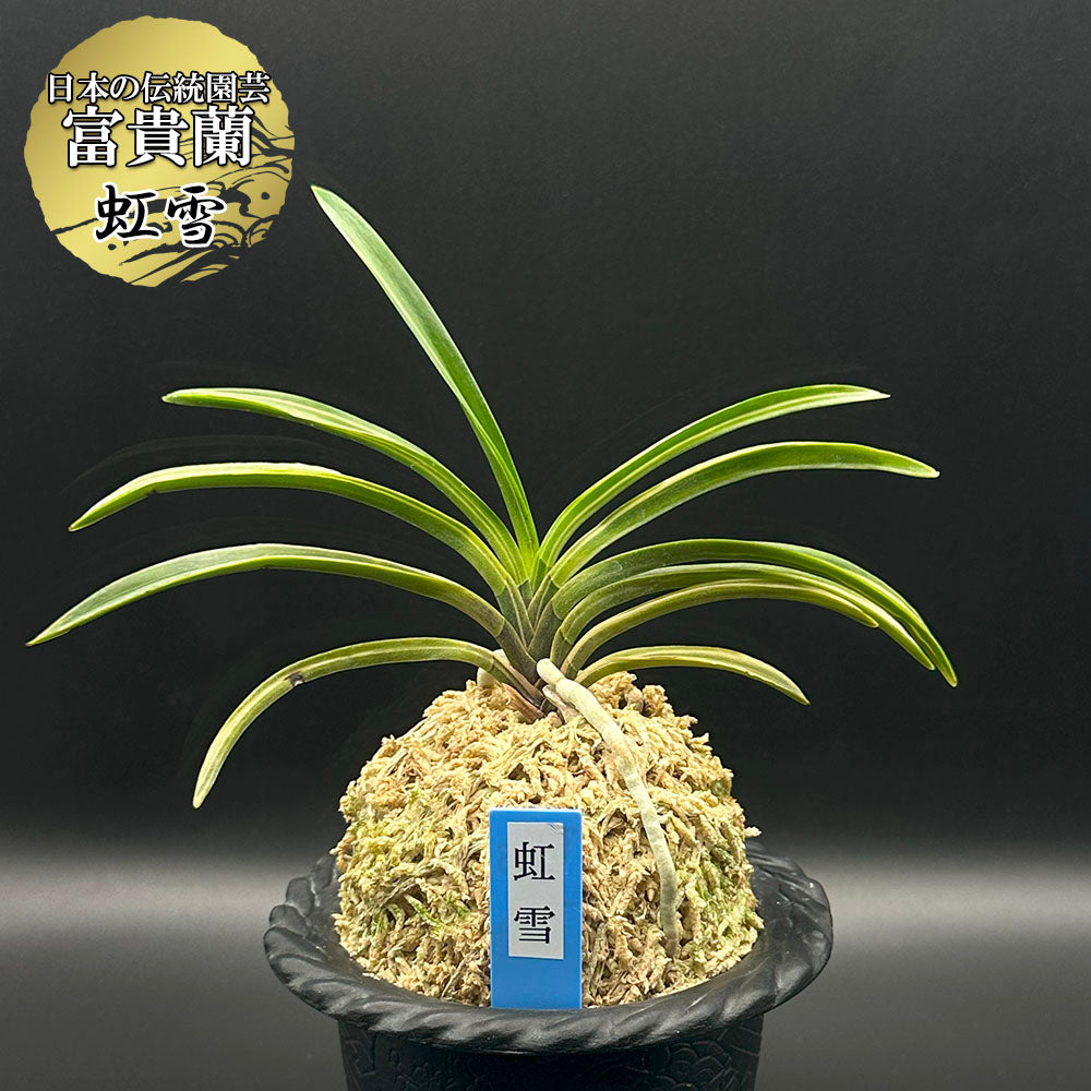 富貴蘭 風蘭 蘭 虹雪 こうせつ 1本立 【現品】 T703-A フウキラン