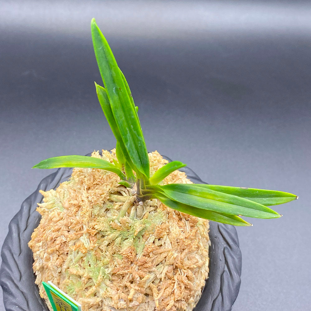 宝石のような観葉植物のお店 【Jewelry Plant】 富貴蘭 風蘭 蘭 金牡丹