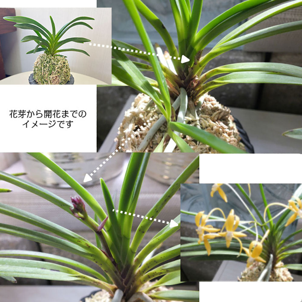 宝石のような観葉植物のお店 【Jewelry Plant】 富貴蘭 風蘭 蘭 グレー