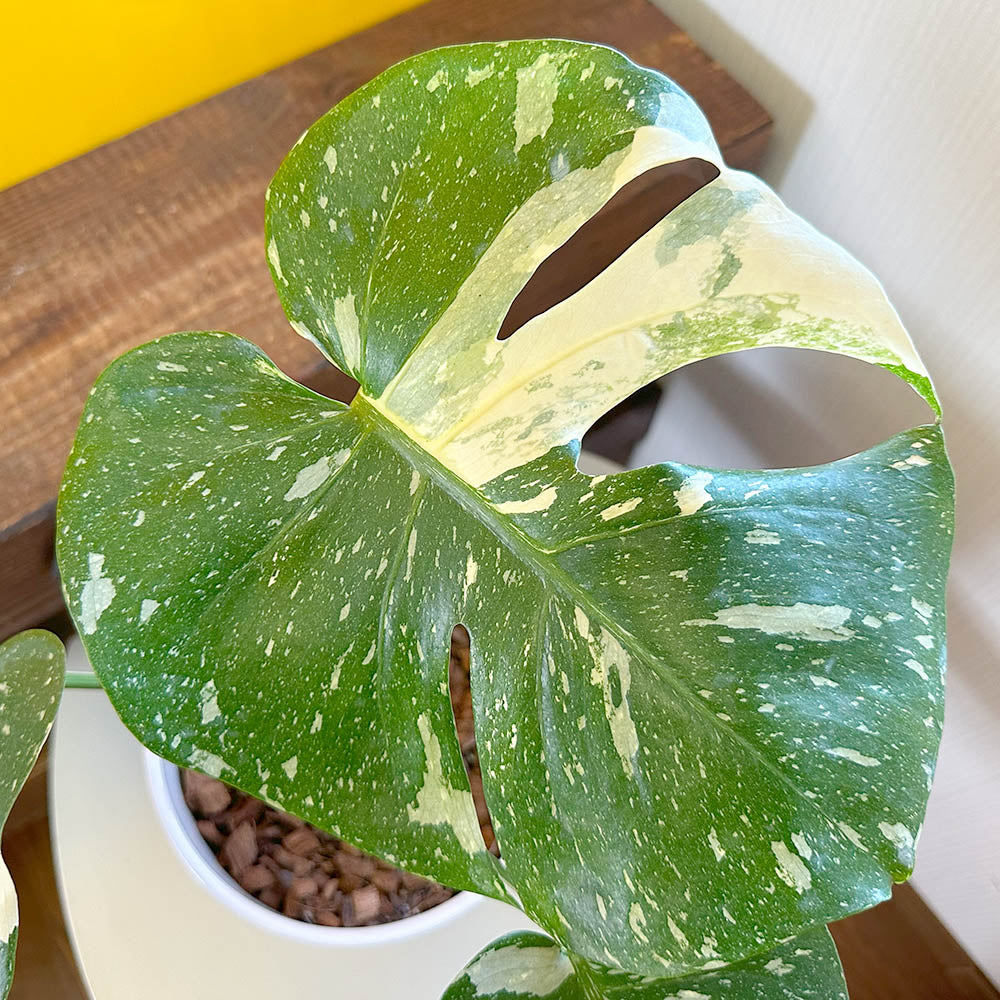 宝石のような観葉植物のお店 【Jewelry Plant】 【希少品種