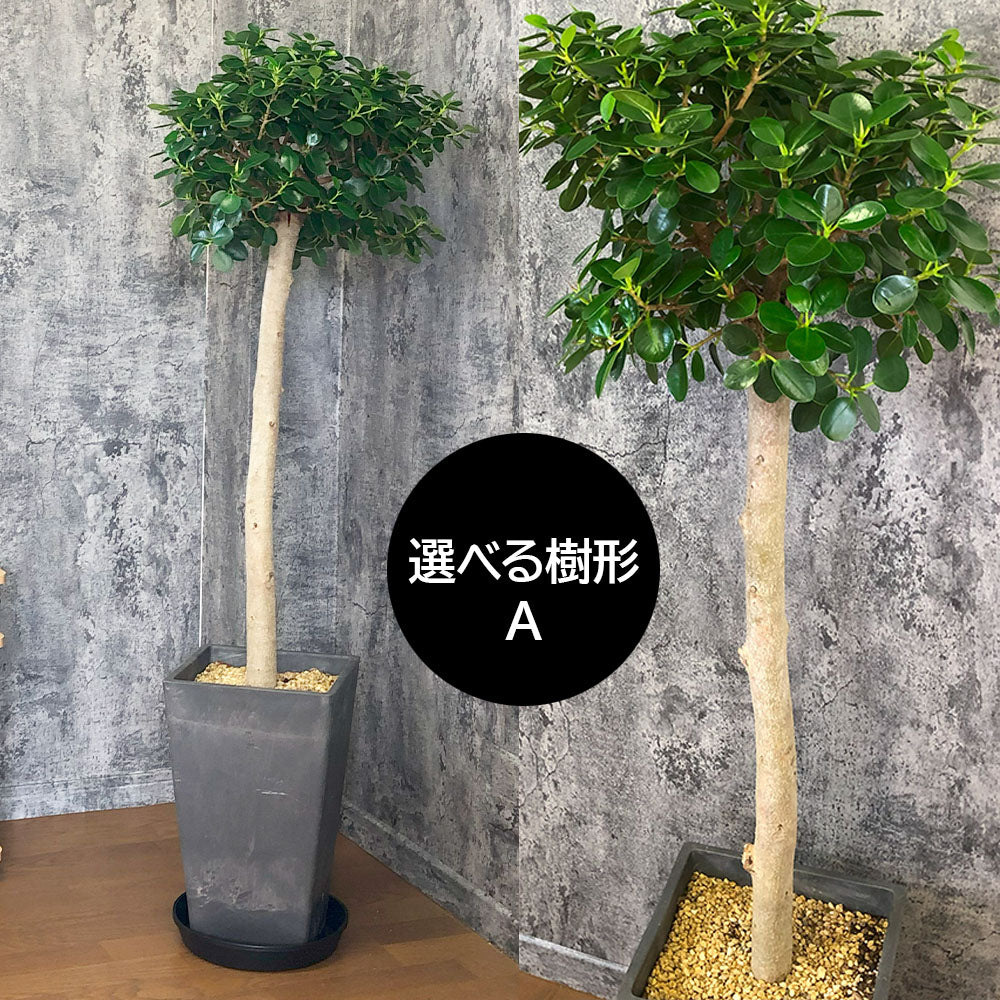 宝石のような観葉植物のお店 【Jewelry Plant】 パンダガジュマル 9号