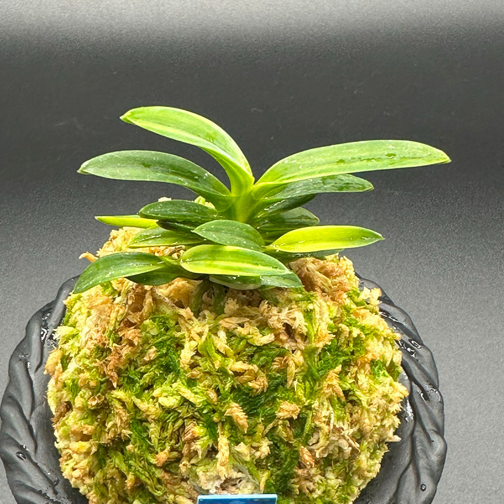 富貴蘭 風蘭 蘭 夢幻錦 むげんにしき 5本立 【現品】 T729 フウキラン