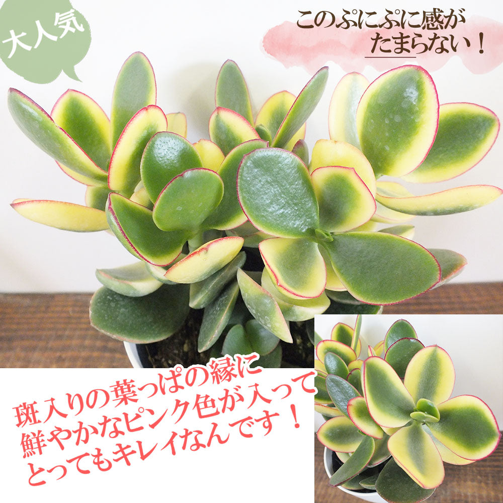 宝石のような観葉植物のお店 【Jewelry Plant】 金のなる木 斑入り 白