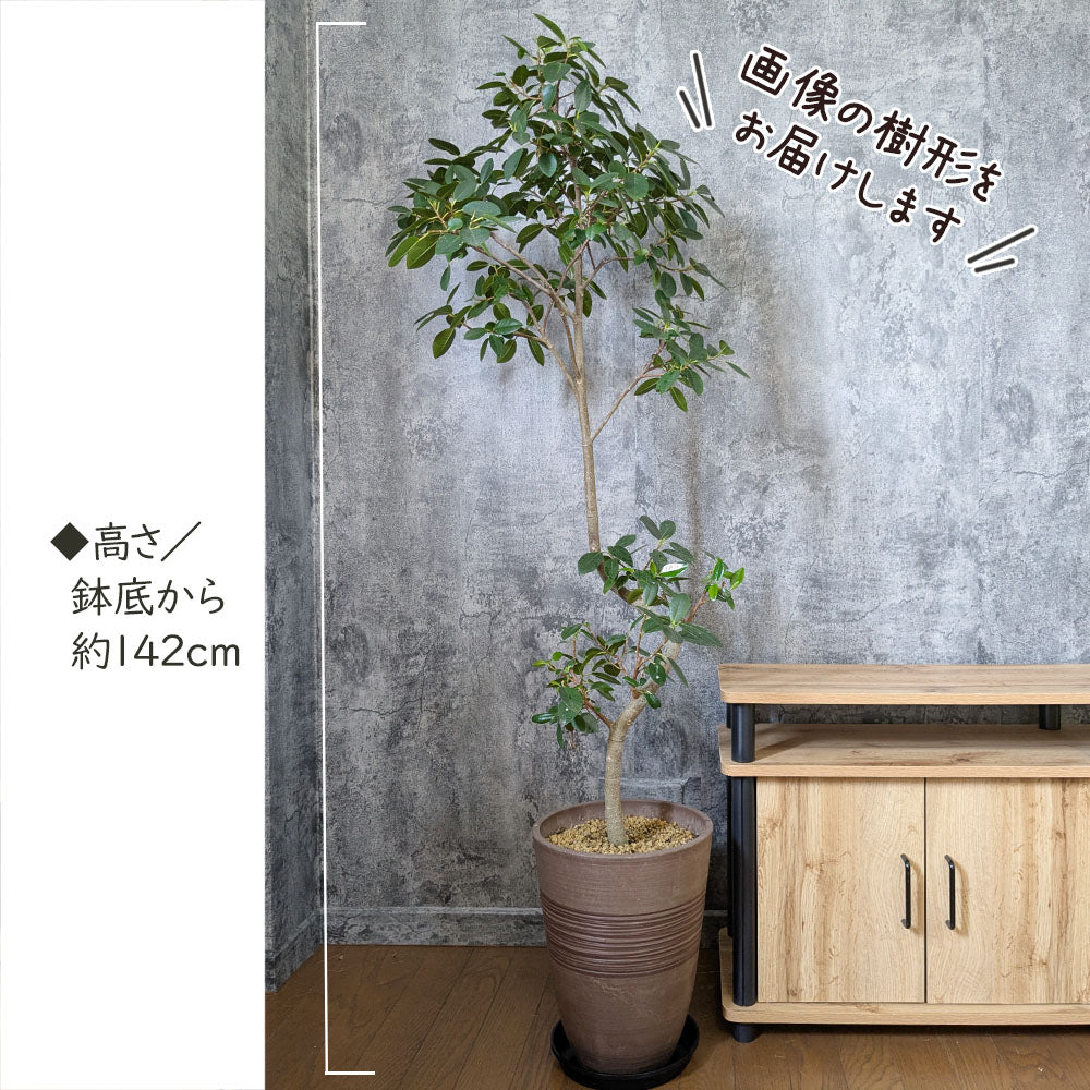 宝石のような観葉植物のお店 【Jewelry Plant】 ゴムの木 バーガンディ