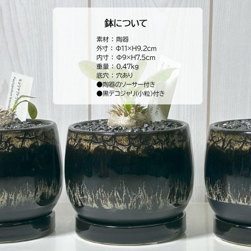 宝石のような観葉植物のお店 【Jewelry Plant】 パキポディウム