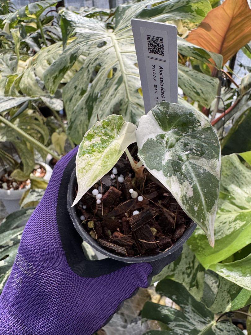 アロカシア ブラックベルベット ピンク 斑入り 2号【漆黒の葉に映える