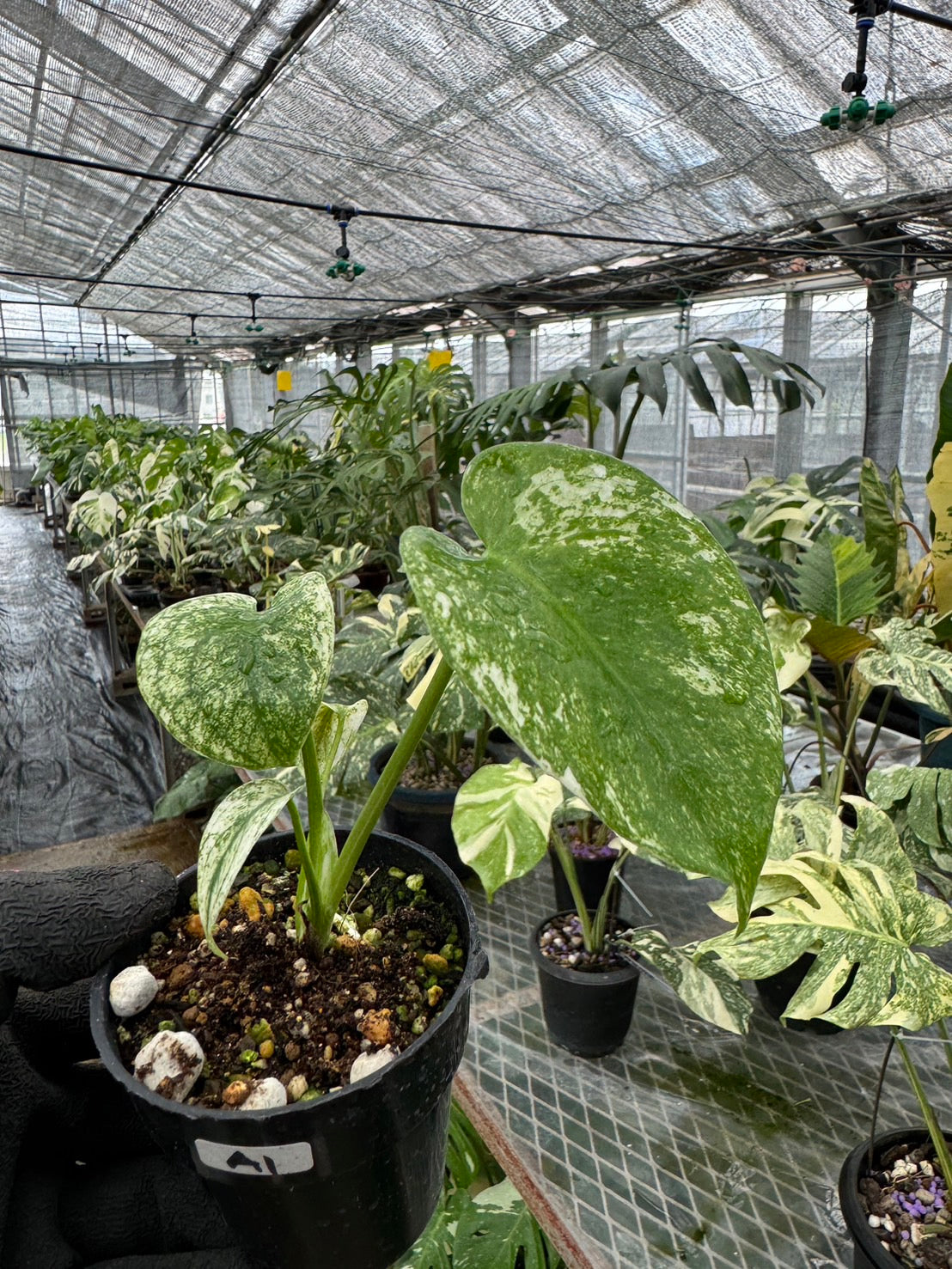 モンステラ デリシオーサ ホワイトモンスター 天津蘭 斑入り 3号 希少