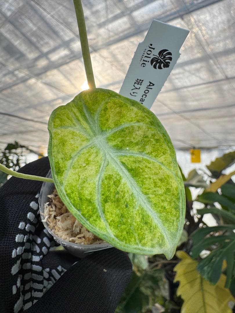 アロカシア – JolieNursery