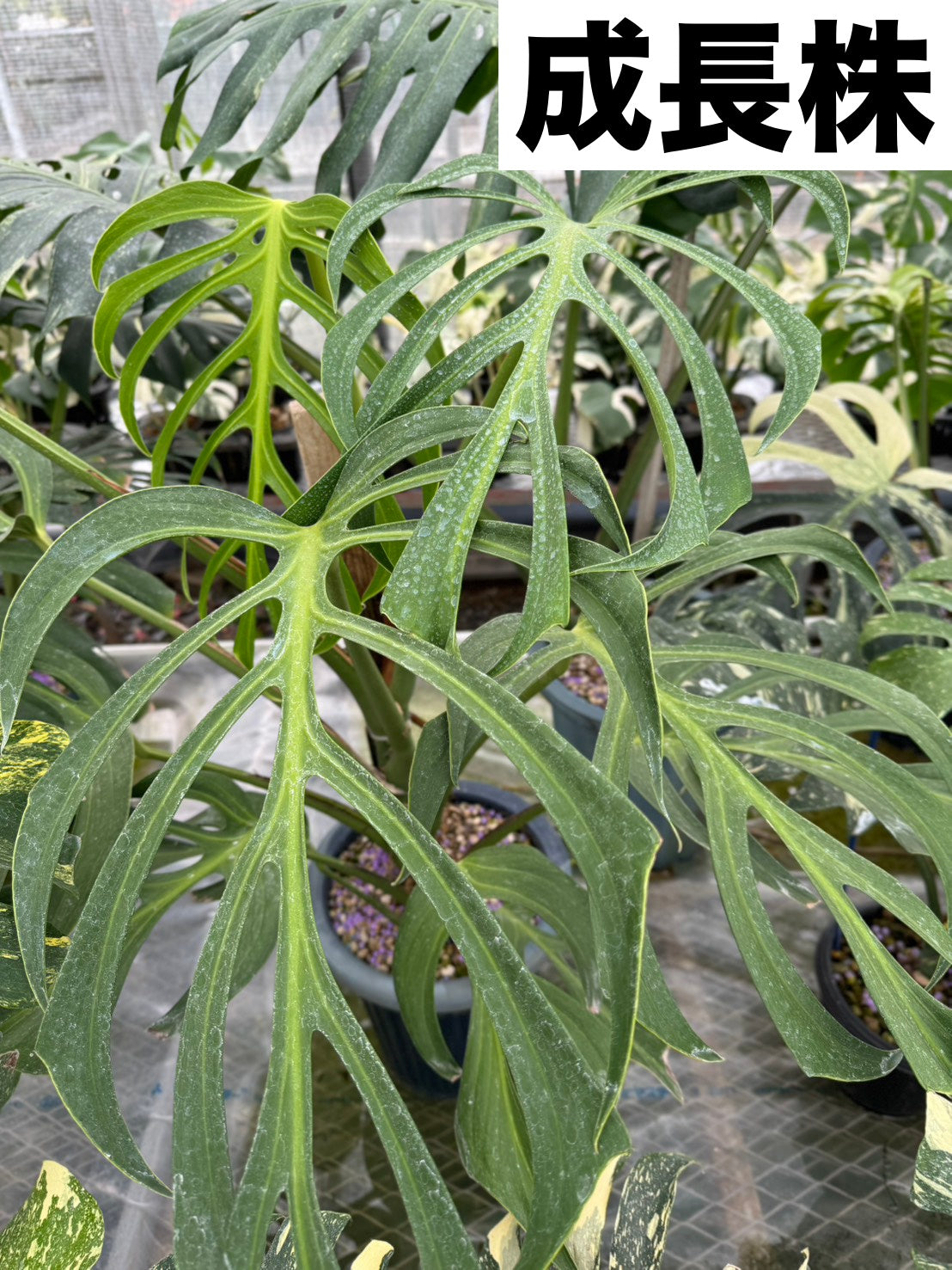 モンステラ バールマルクスフレーム 2号【深い切れ込みが美しい希少種