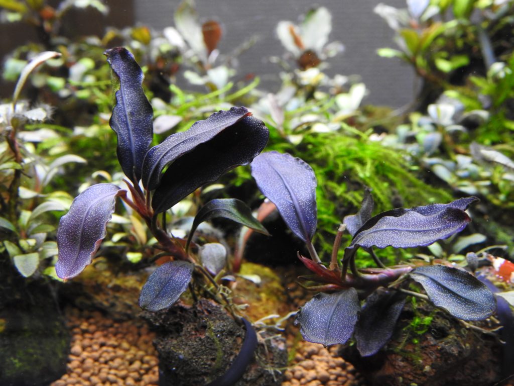 ブセファランドラsp.ブラウニー ネオ 2015❣️ Bucephalandra sp