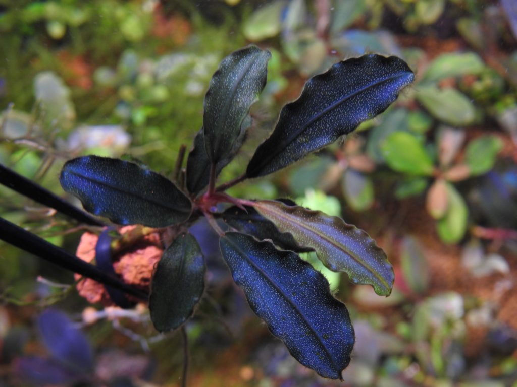 ブセファランドラ sp.スーパーブルー❣️Bucephalandra sp.Super Blue