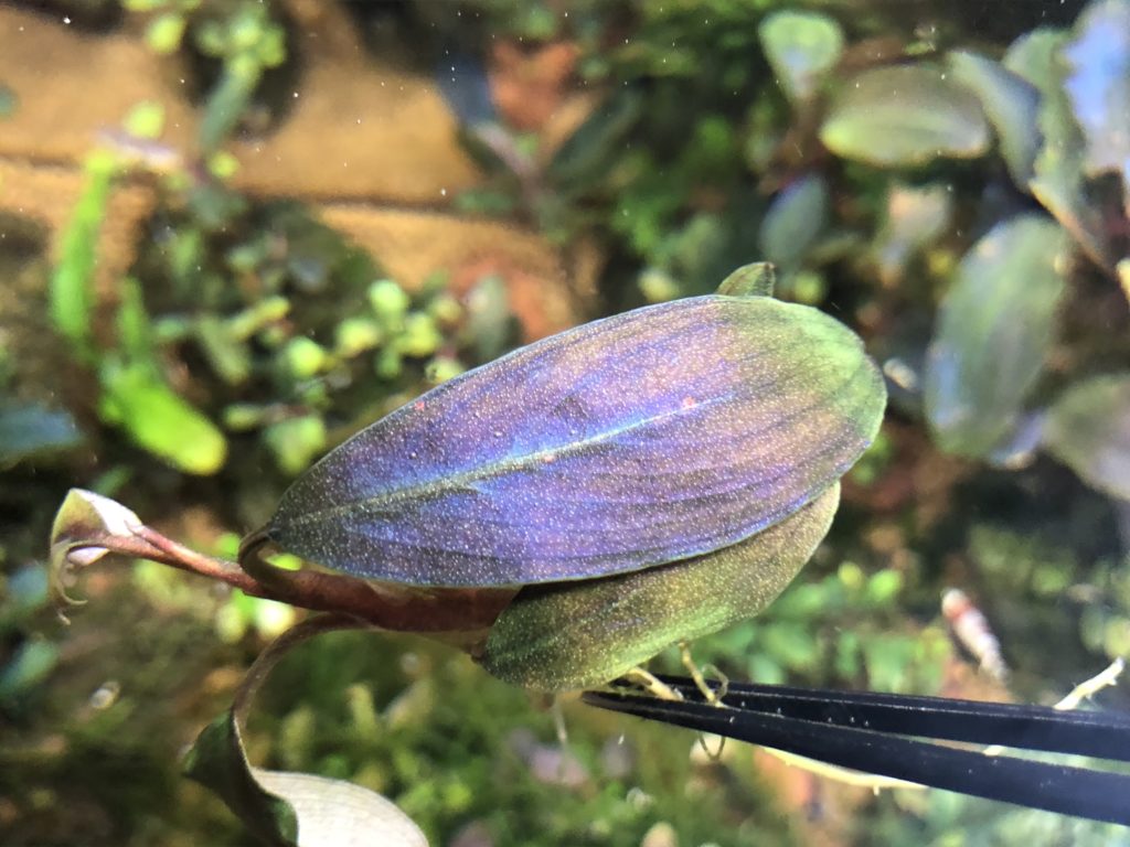 ブセファランドラ sp.レインボーシャイン❣️Bucephalandra sp.Rainbow