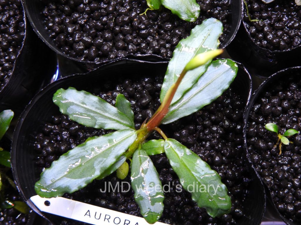 ブセファランドラsp.オーロラ❣️Bucephalandra sp.aurora KN便 銀葉の