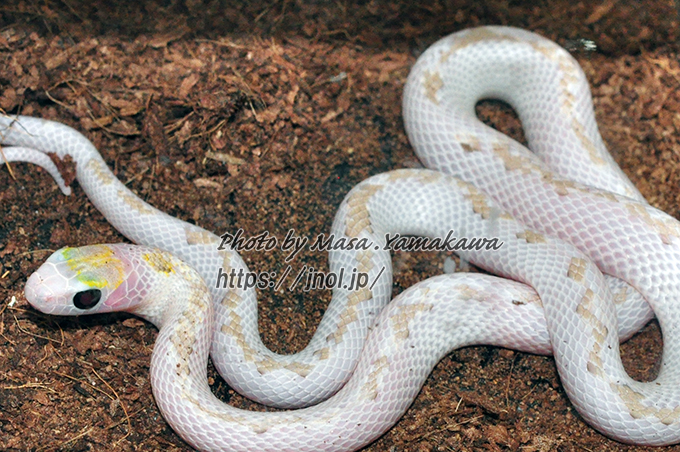 シマヘビ 幼体や黒化型（カラスヘビ）を写真つきで解説 | 山川自然研究所