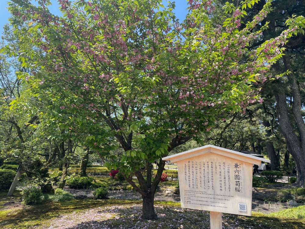 最新情報】ラブライブ！蓮ノ空女学院スクールアイドルクラブ