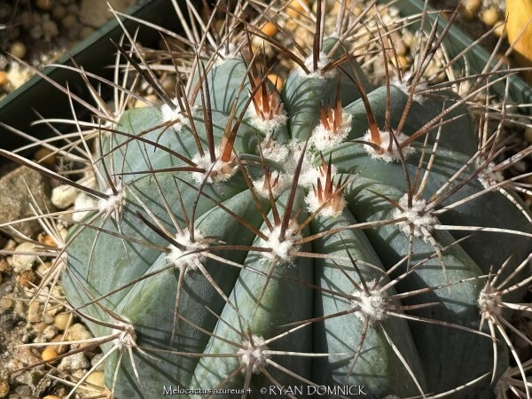 Kansas Plant Farm - Buy from over 500 varieties of plants in