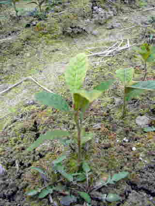 ビワ(枇杷)の地堀大苗 - 果樹苗・大苗・苗木販売の隅田農園@京都丹波