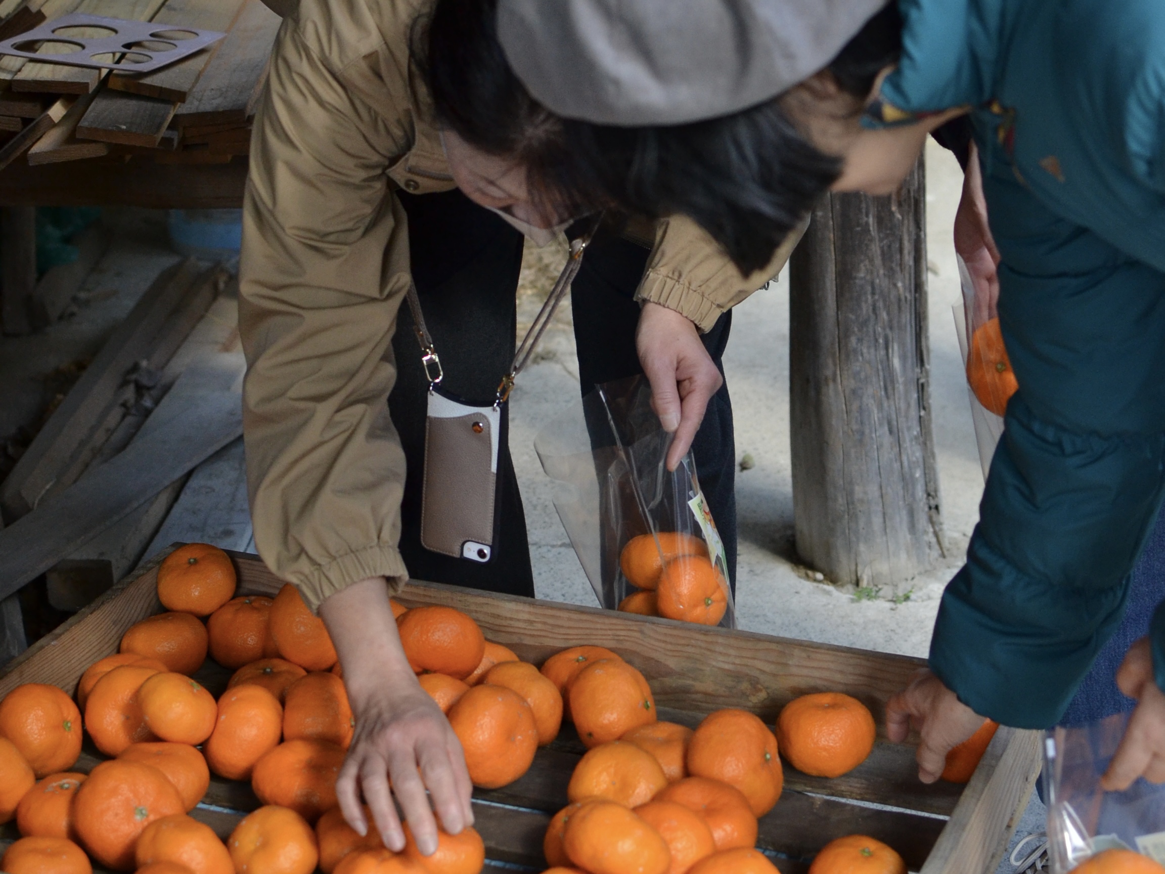 阿波かつうら熟成みかん蔵出し体験 - 勝浦町観光情報サイト 阿波かつうら