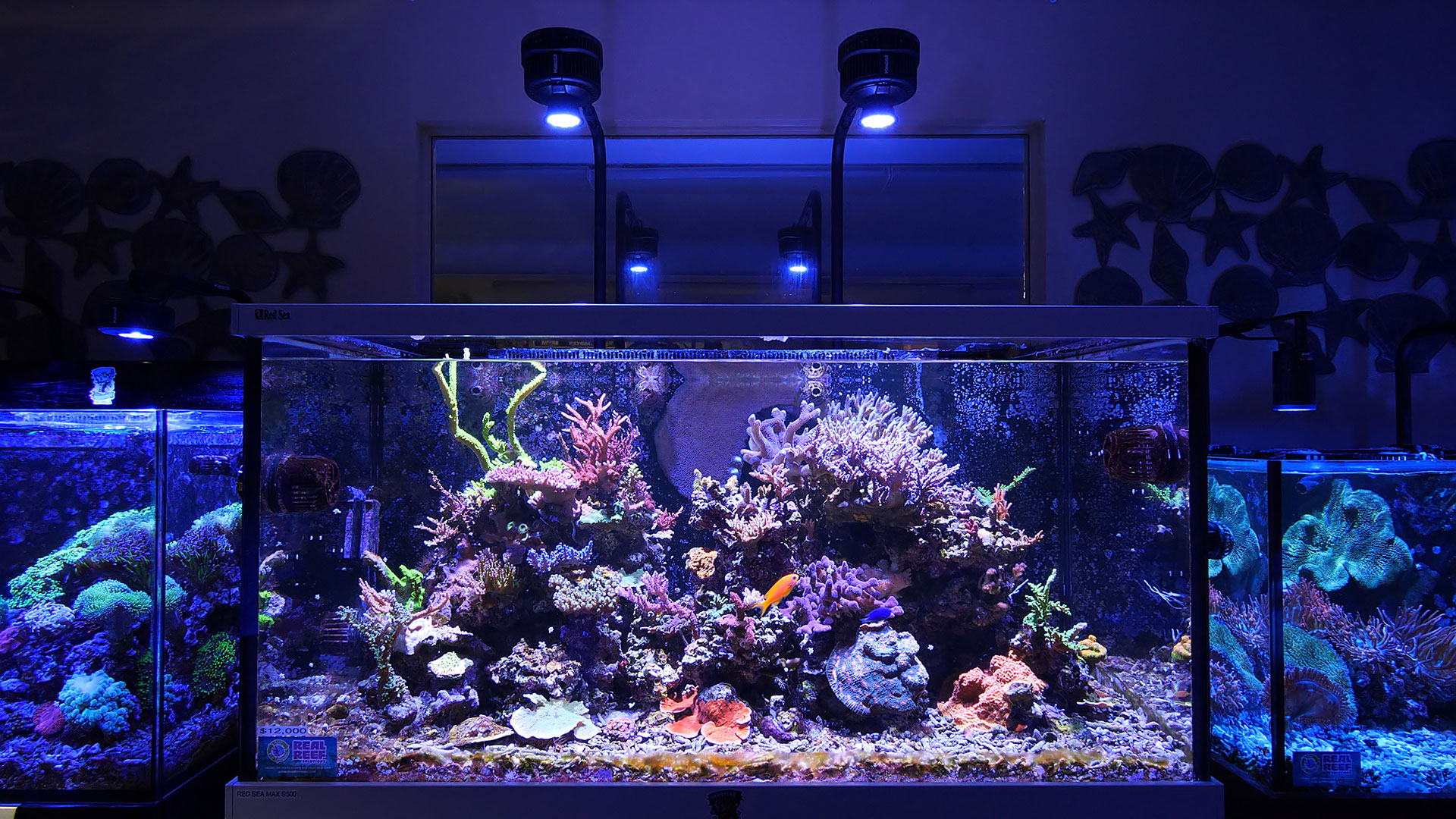 A500X Tuna Blue | Kessil LED