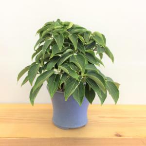 盆栽 ヤマボウシ/盆栽、多肉植物、塊根植物、観葉植物通販/KIDORI -キドリ-