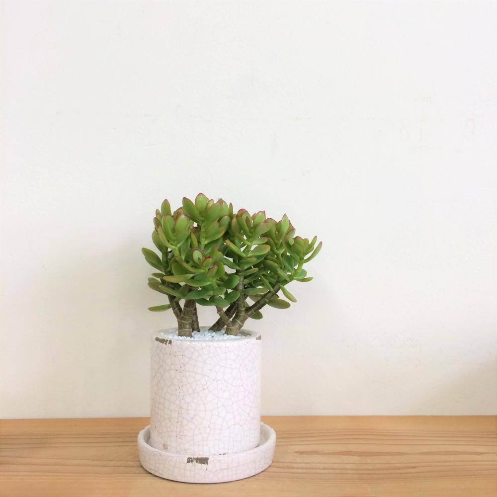 黄金姫花月(金のなる木) 白陶器鉢/盆栽、多肉植物、塊根植物、観葉植物