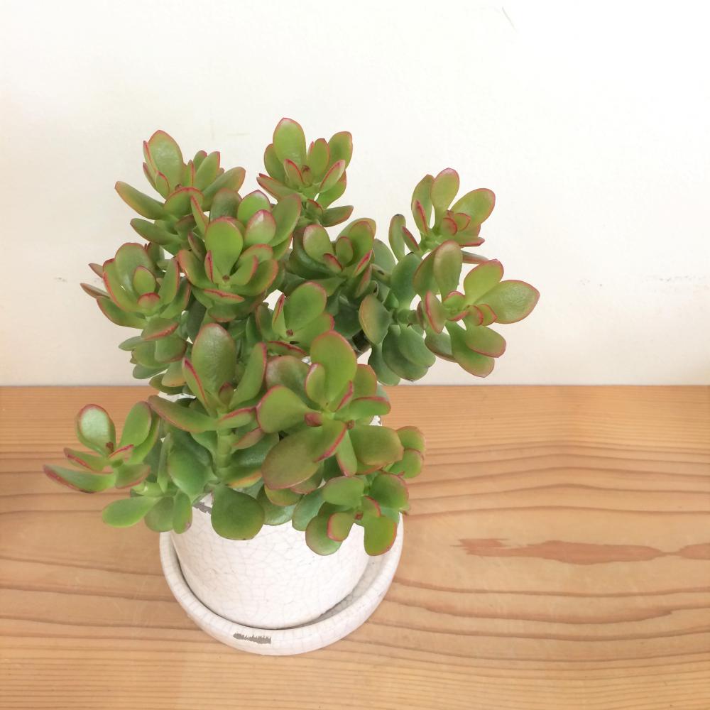 黄金姫花月(金のなる木) 白陶器鉢/盆栽、多肉植物、塊根植物、観葉植物