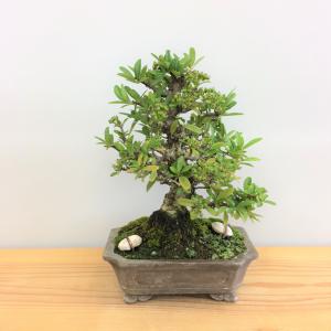 盆栽 ピラカンサ/盆栽、多肉植物、塊根植物、観葉植物通販/KIDORI -キドリ-