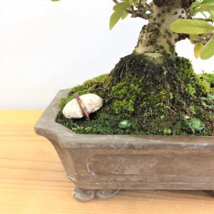 盆栽 ピラカンサ/盆栽、多肉植物、塊根植物、観葉植物通販/KIDORI -キドリ-