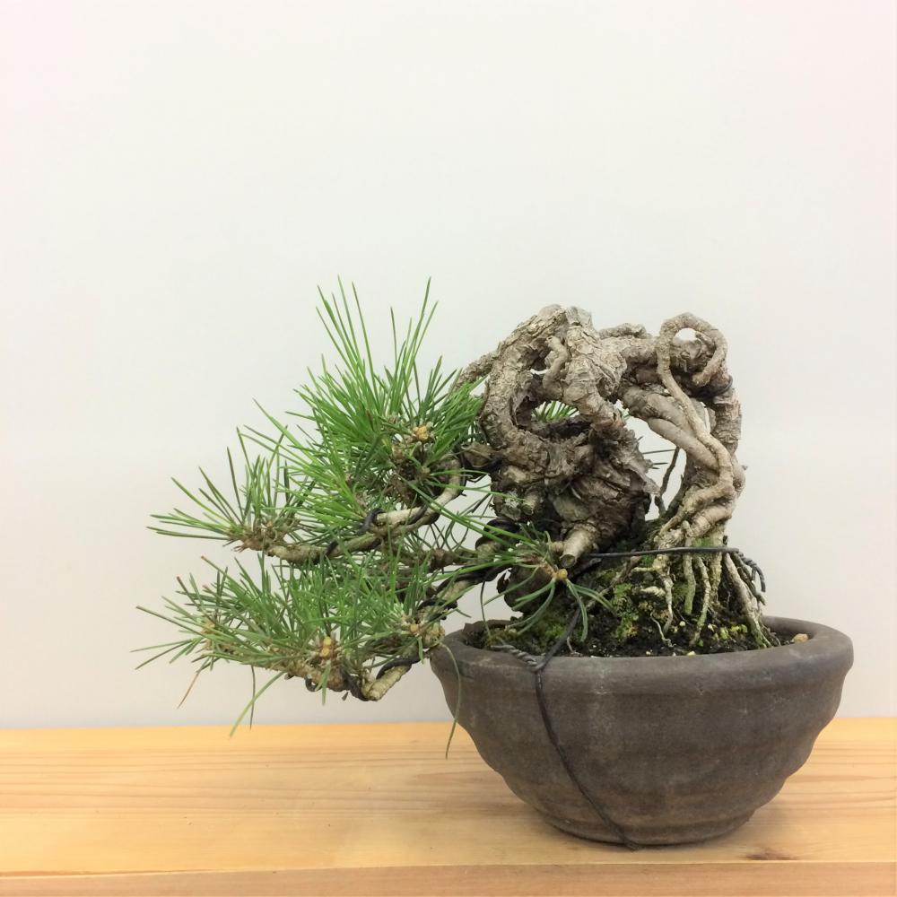 盆栽 黒松/盆栽、多肉植物、塊根植物、観葉植物通販/KIDORI -キドリ-
