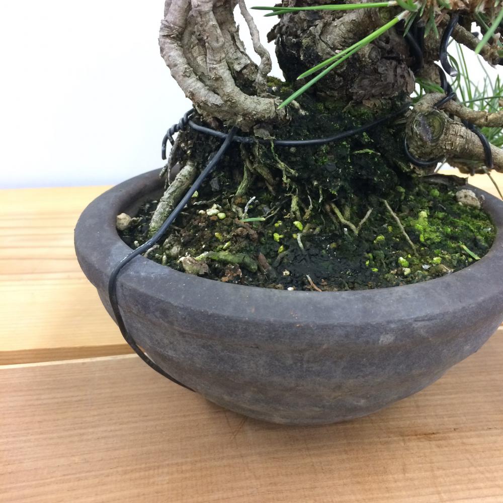 盆栽 黒松/盆栽、多肉植物、塊根植物、観葉植物通販/KIDORI -キドリ-