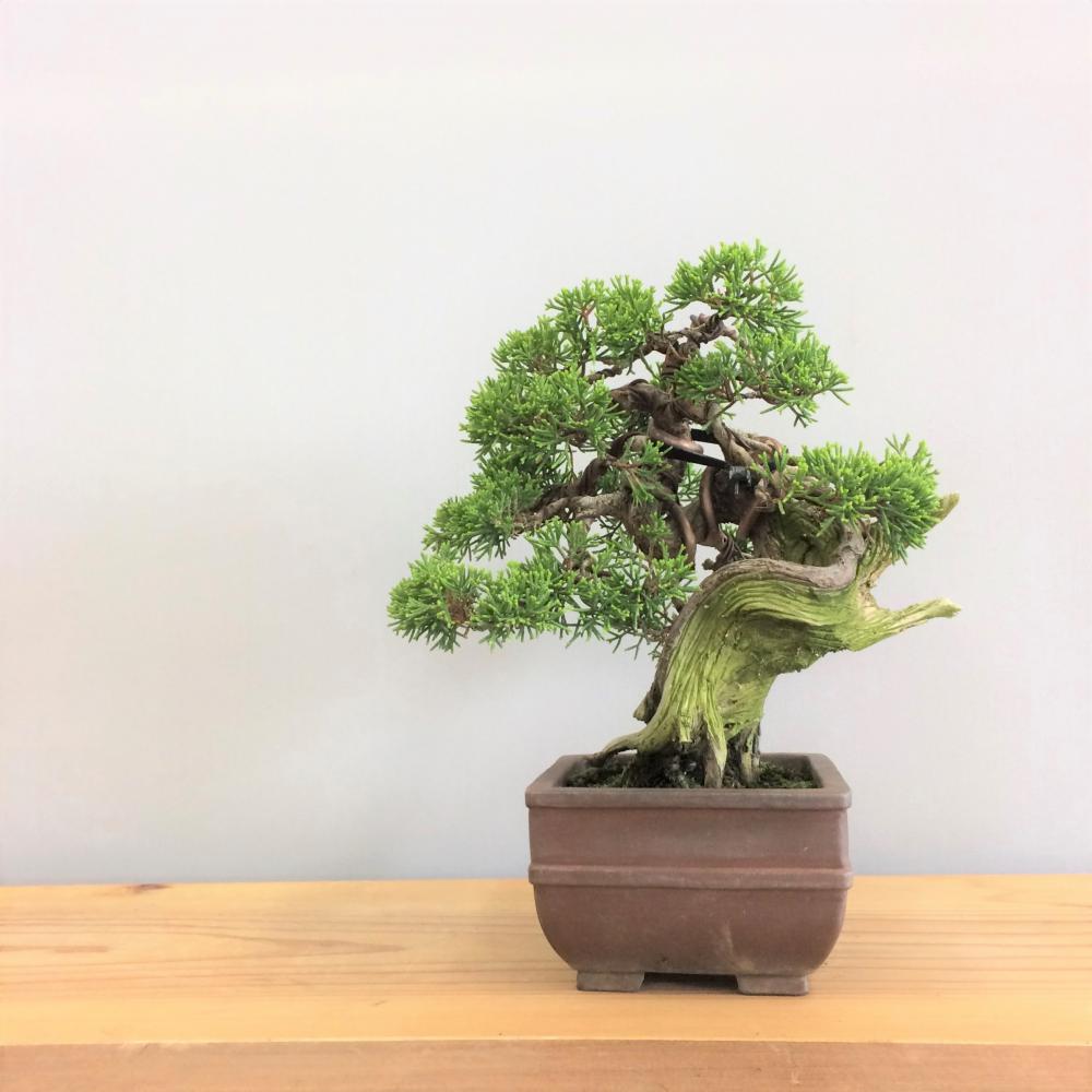 真柏・シンパク/盆栽、多肉植物、塊根植物、観葉植物通販/KIDORI -キドリ-