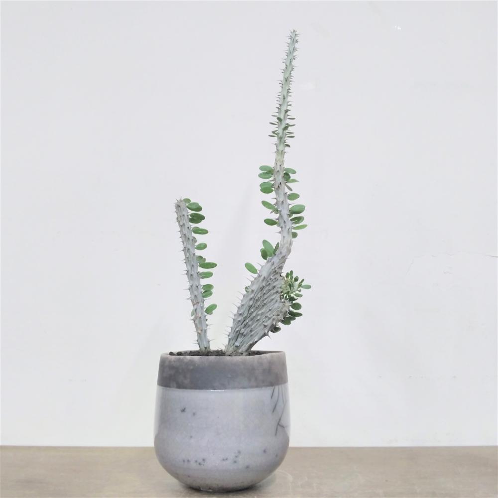 アローディア・プロセラ・綴化/盆栽、多肉植物、塊根植物、観葉植物