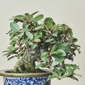 寒グミ/盆栽、多肉植物、塊根植物、観葉植物通販/KIDORI -キドリ-