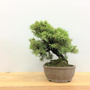 盆栽 八ツ房杜松/盆栽、多肉植物、塊根植物、観葉植物通販/KIDORI -キドリ-