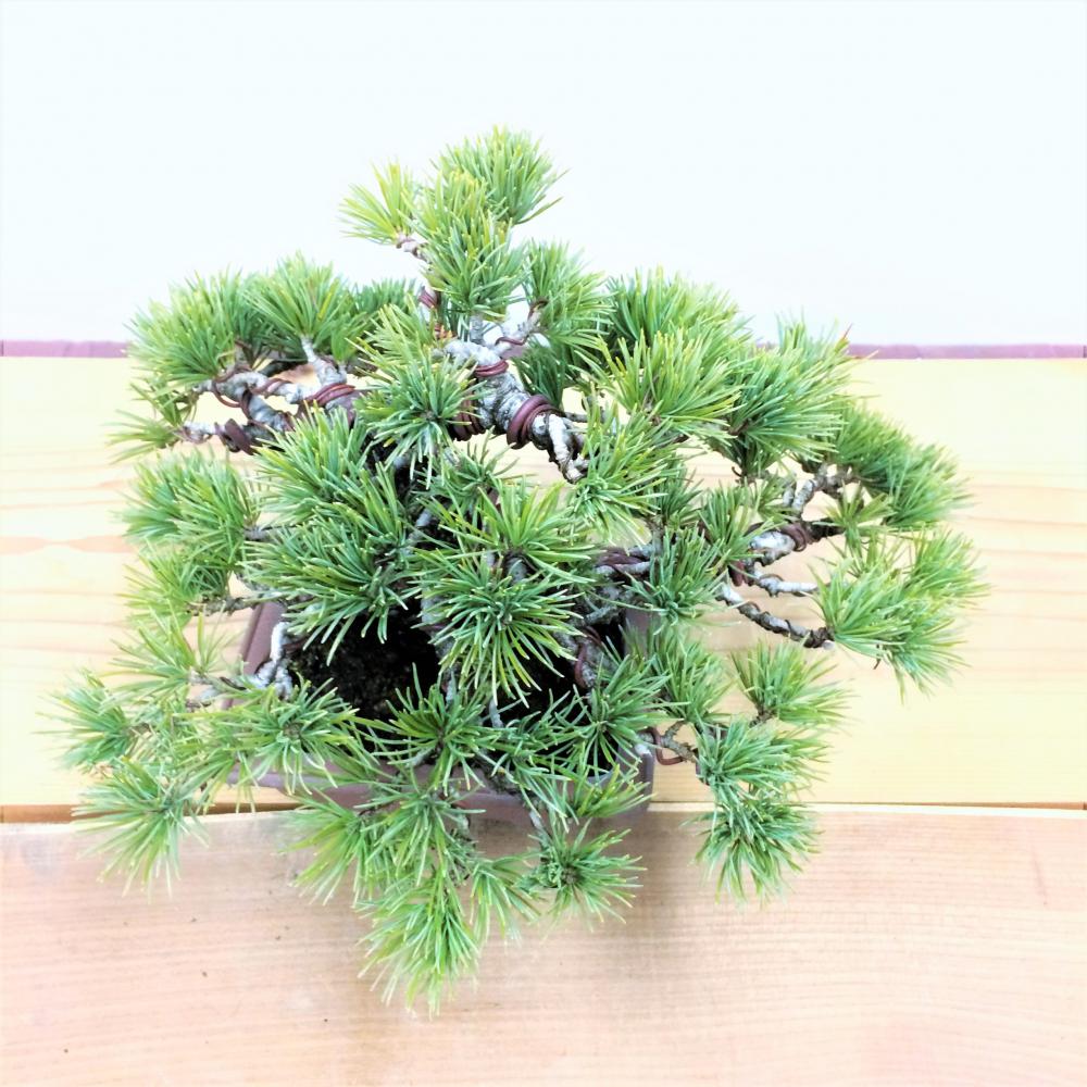 盆栽 五葉松 /盆栽、多肉植物、塊根植物、観葉植物通販/KIDORI -キドリ-